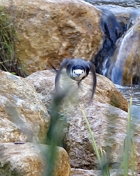 pied wagtail